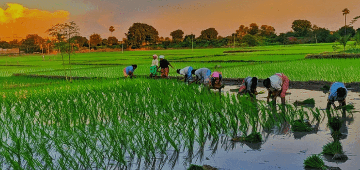 मनसुन ढिलाइको असर : देशभर १० प्रतिशत मात्रै धान रोपाइँ