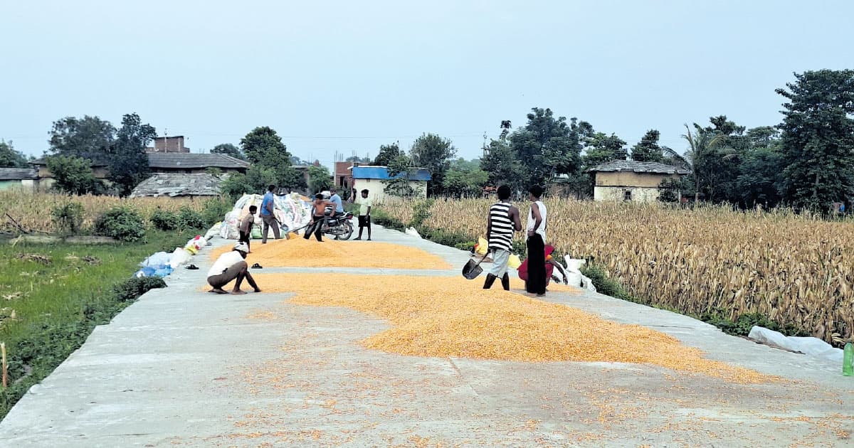मकै किसानका पीडा : बेचौं भाउ छैन, नबेचौं वर्षको भर छैन