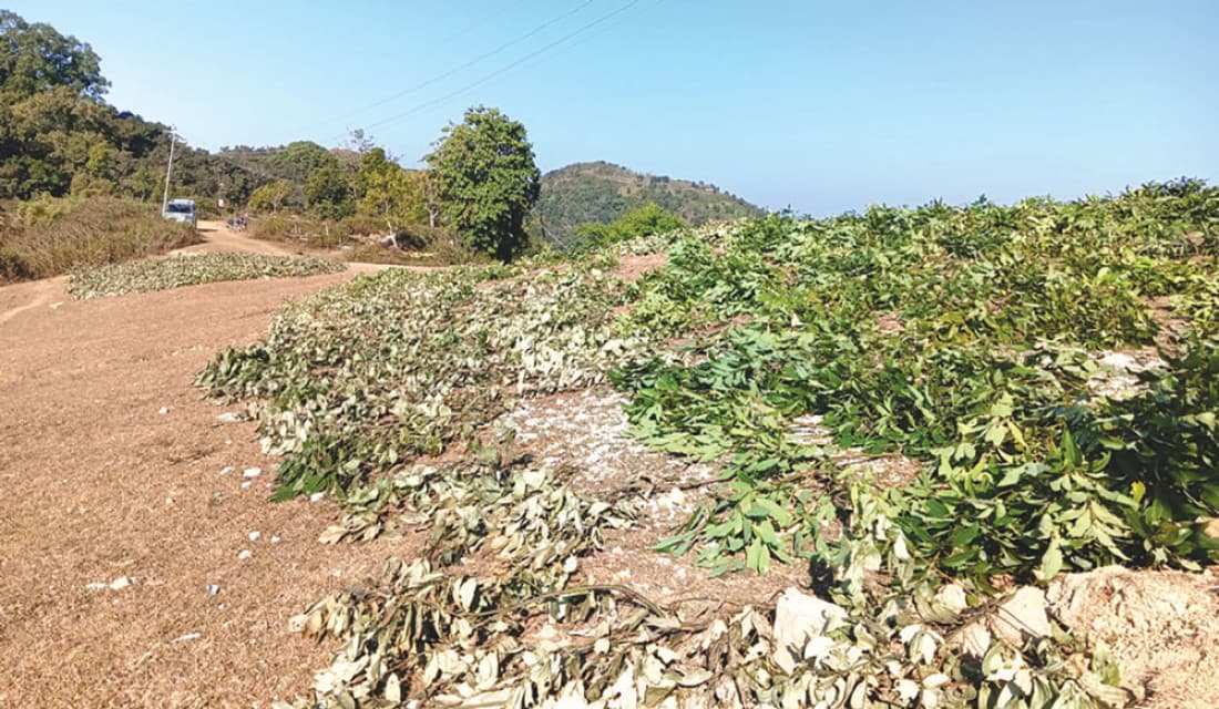 बाँझो जमिनमा तेजपातको आकर्षण