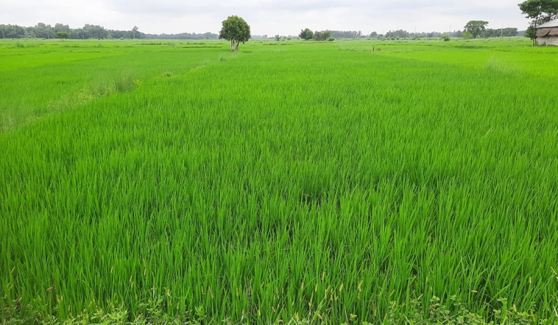एक महिनापछि वर्षा, धानबालीमा राहत