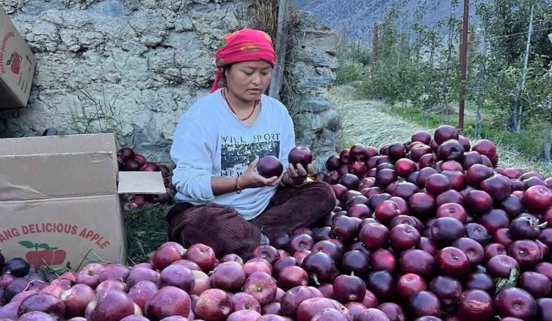 मुस्ताङमा स्याउ टिप्न सुरु, बजारमा माग उच्च