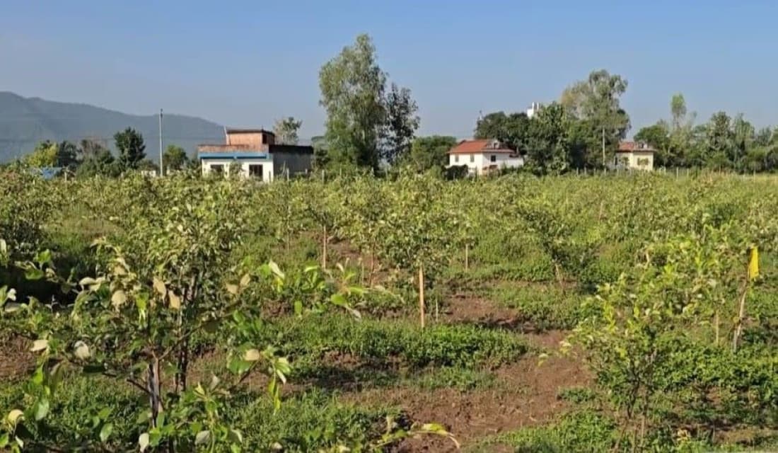 विदेशबाट फर्केर बयर खेतीमा रमाउँदै कृषक रेग्मी