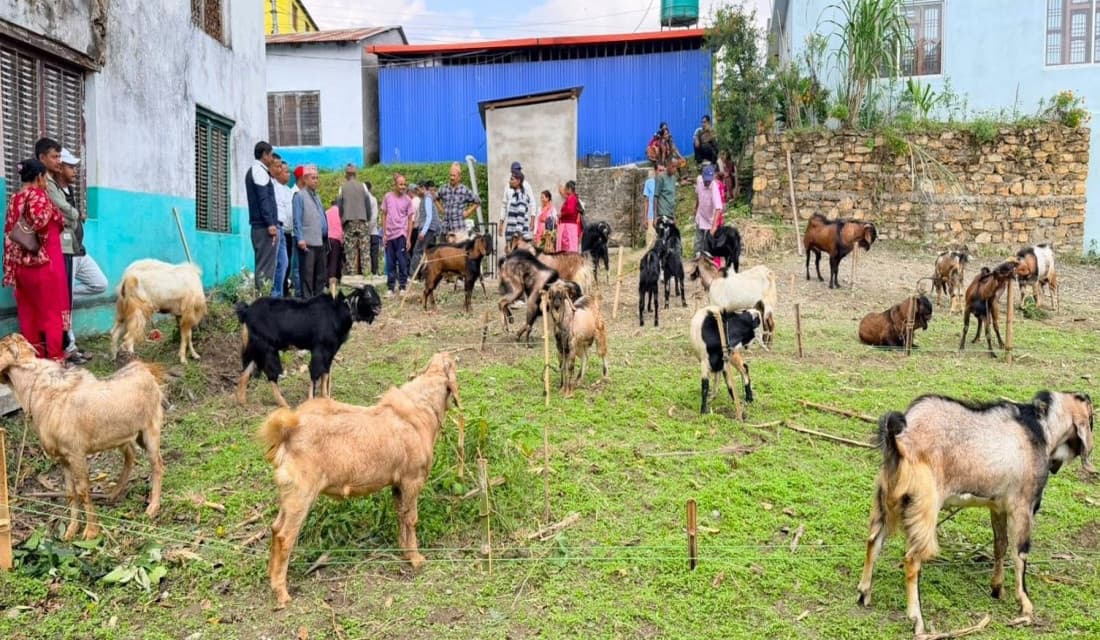 गाउँमा बाख्रापालन : दसैंमा कृषकलाई मनग्य आम्दानी