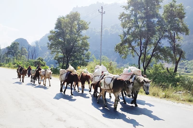 पहिरोले बाटो रोकिँदा बर्खामा ढुवानी गर्न घोडा खच्चडकै भर