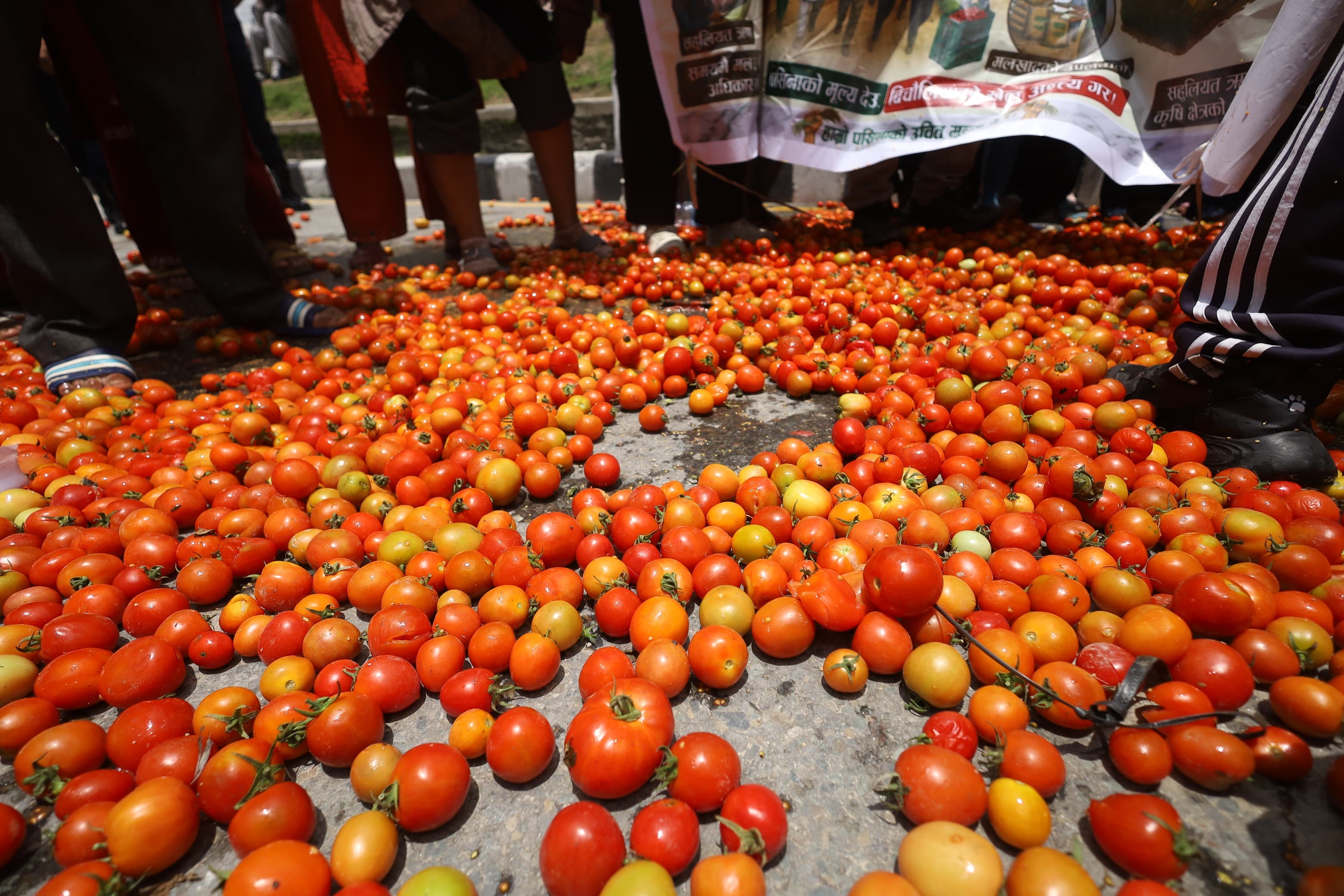 उचित मूल्य नपाएको भन्दै किसानले सडकमा फाले गाेलभेँडा (तस्वीरहरू)