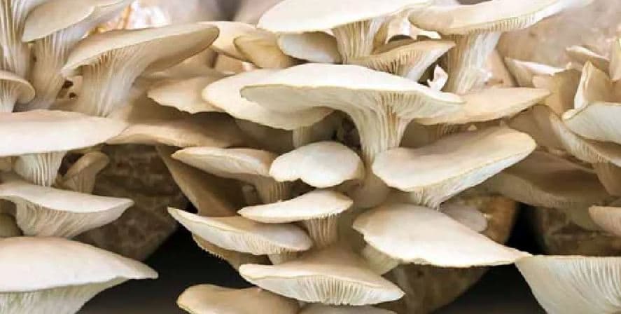 शुक्लाफाँटामा सम्पर्कविहीन महिलाहरू अन्ततः सकुशल भेटिए