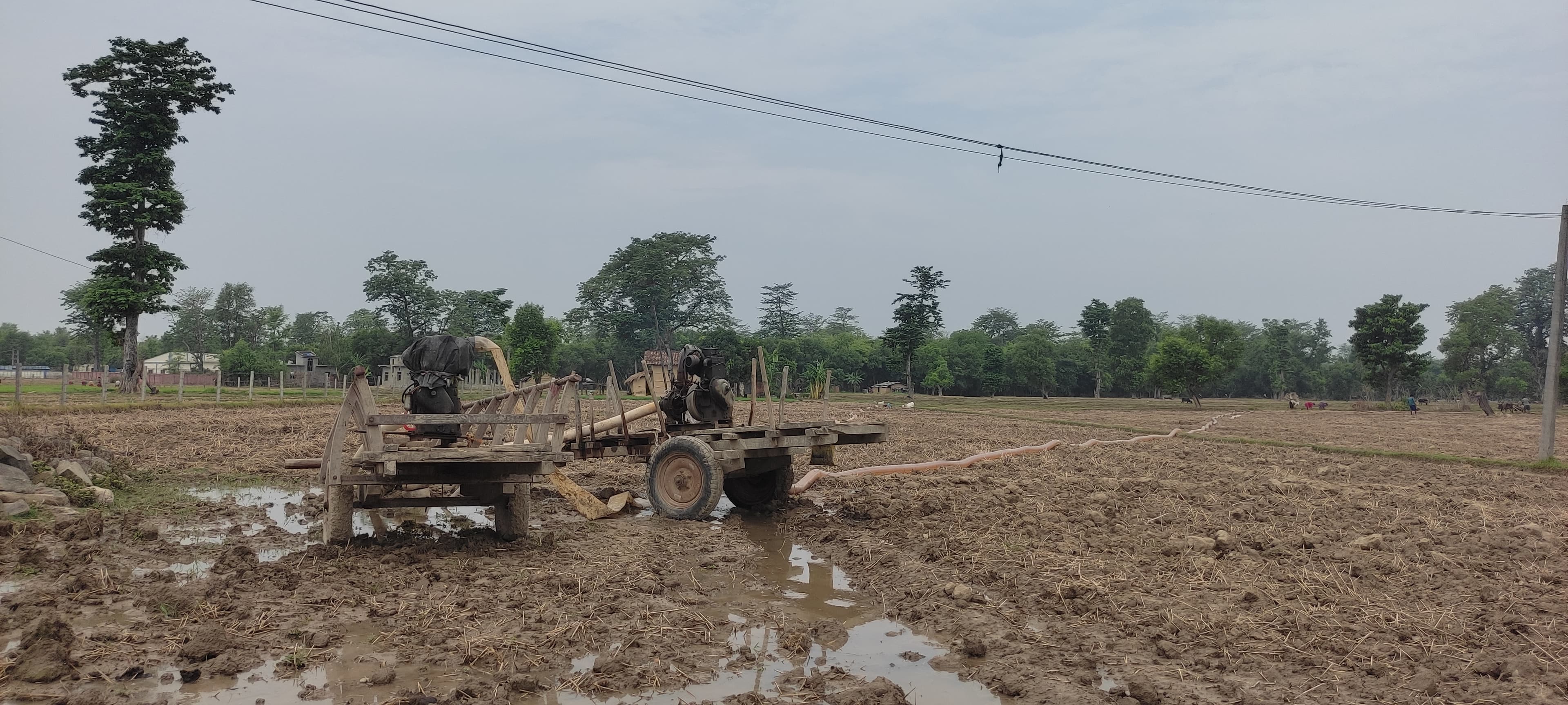 पानी नपर्दा धनुषामा धान रोपाइँ प्रभावित, खेत चिरा पर्न थाले