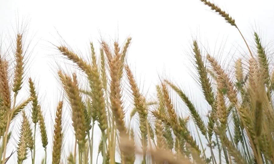 विश्व बजारमा खाद्य वस्तुको मूल्य उकालो, सन् २०२२ यताकै उच्च बिन्दुमा