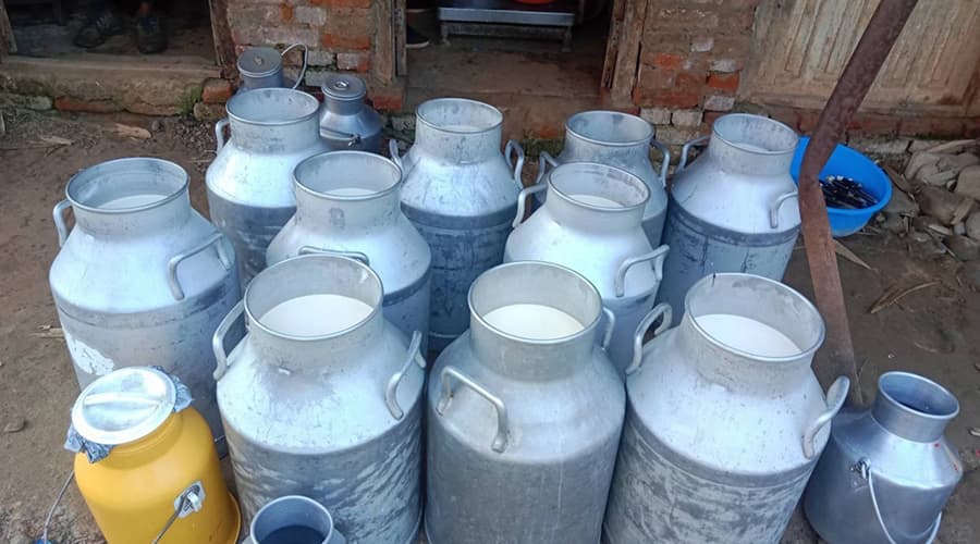 नेपालमा वार्षिक २७ लाख १८ हजार १७७ मेट्रिक टन दूध उत्पादन