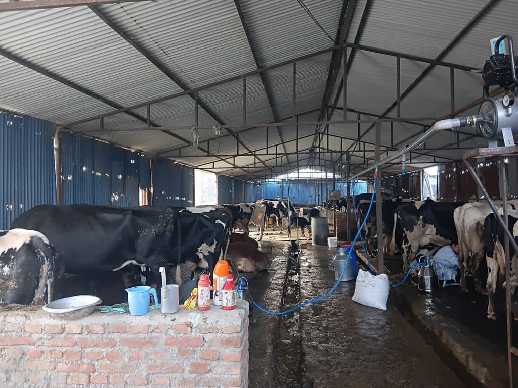 गाईभैंसी पालनबाट मासिक १५ लाख बचत गर्छन् इन्जिनियर लामिछाने