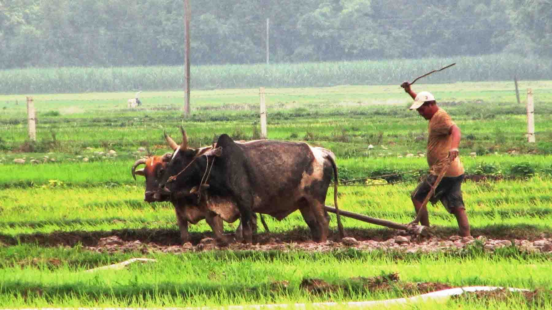 हलगोरु पाल्ने ४६ कृषकलाई जनही सात हजार अनुदान