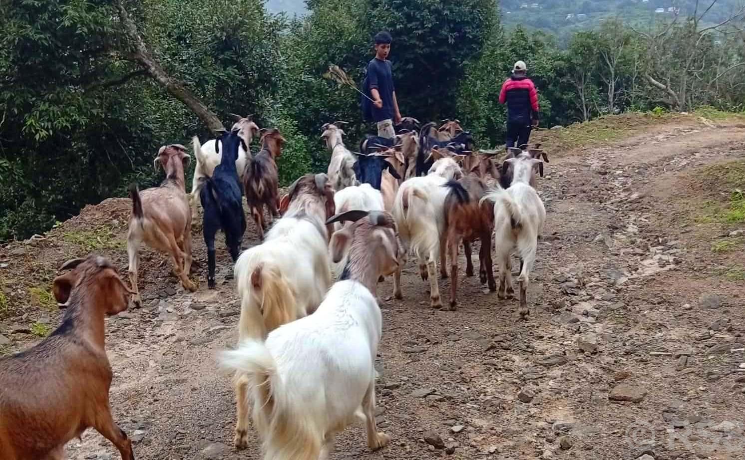काठमाडौंमा भोजपुरका ‘खसीबोका’