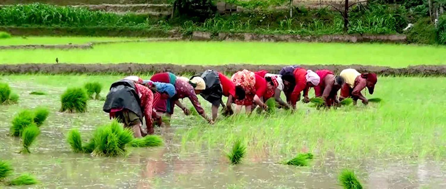 देशभर धान रोपाइँ सुस्त: असार २६ सम्म ४५.८१% मात्रै, गत वर्षभन्दा साढे १३ प्रतिशतले घट्यो