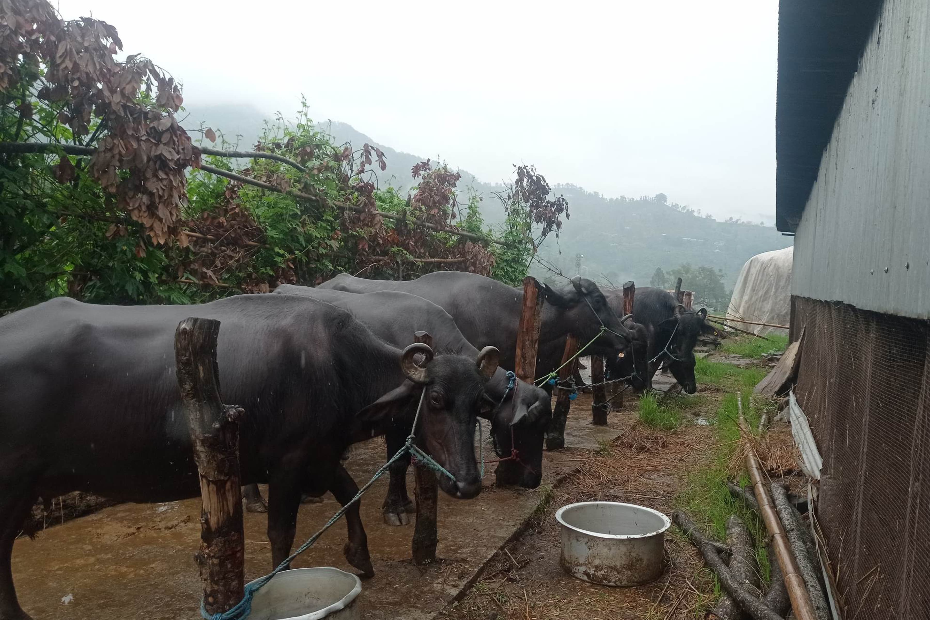 विदेश होइन, गाउँमै भविष्य : उन्नत भैँसीपालनबाट मासिक एक लाख आम्दानी