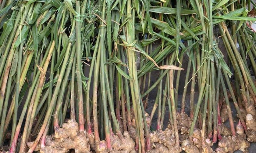 अदुवाखेती गर्न थालेपछि बाँदर हराउँदै