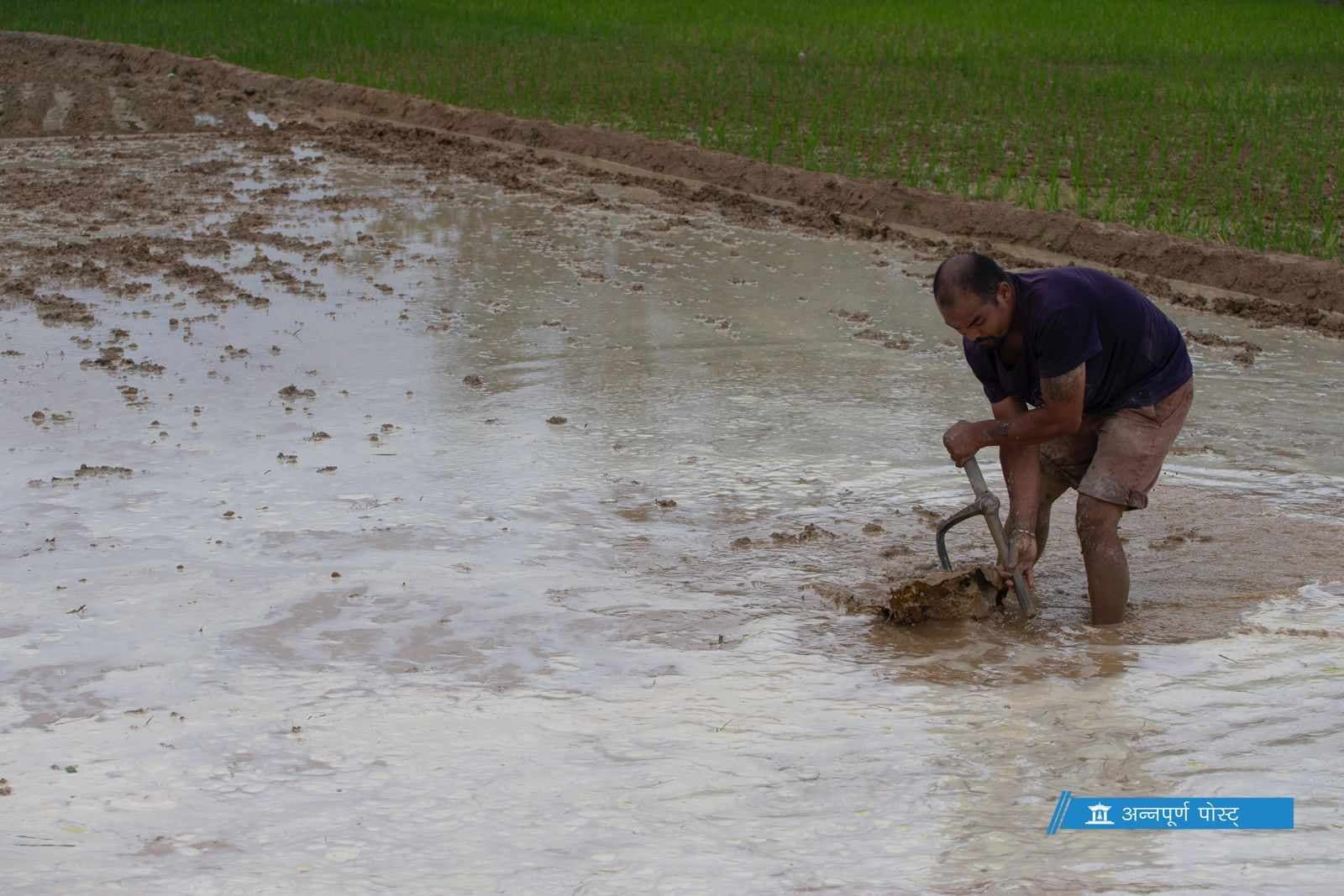 मधेसमा धान रोपाइँ सुस्त