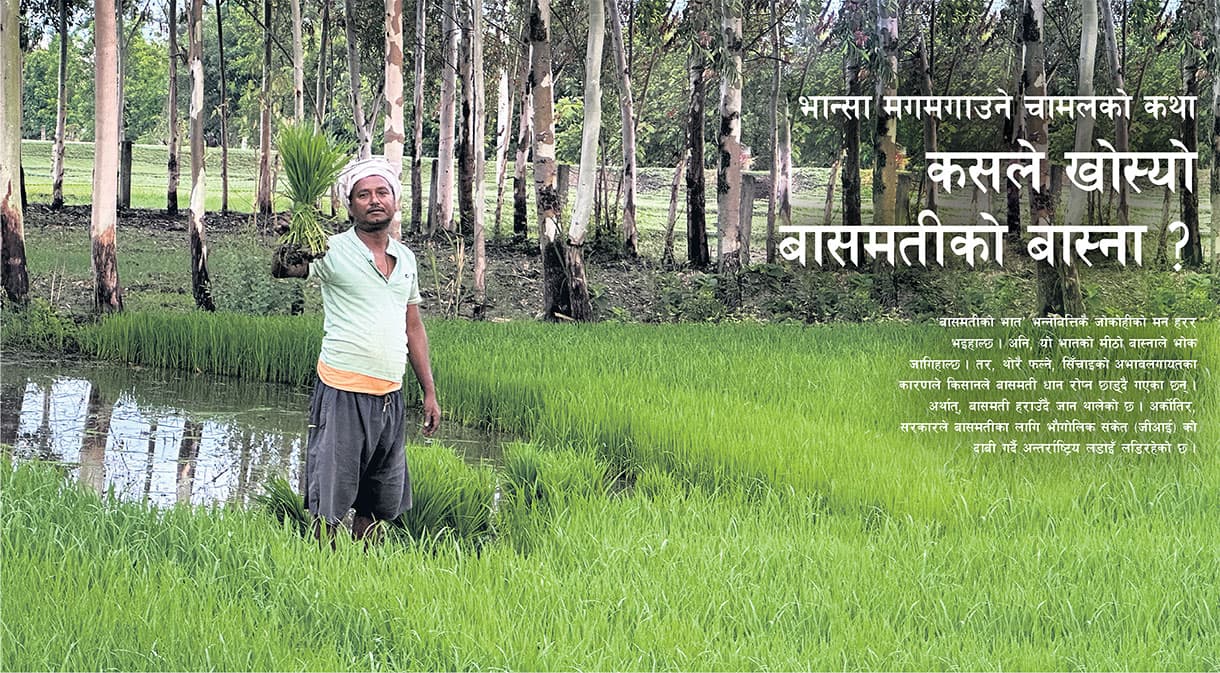 संकटमा रैथाने सुगन्ध : तराईका खेतबाट किन विस्थापित हुँदैछ बासमती ?