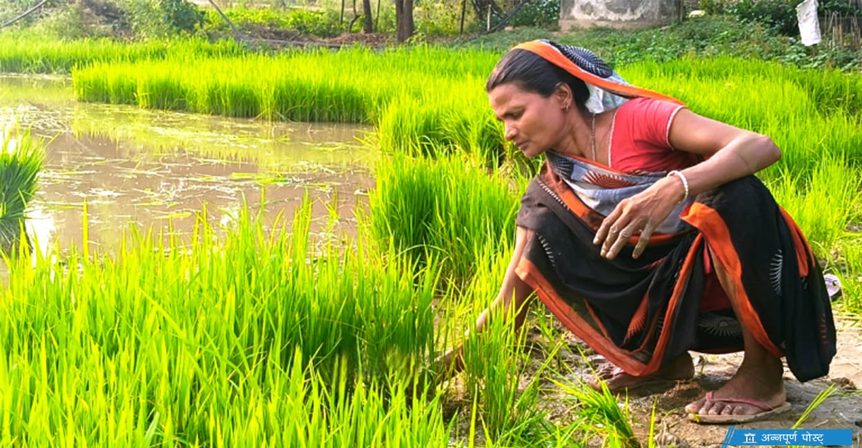 प्रमुख धान उत्पादन क्षेत्र मधेशमै रोपाइँ सुस्त, असार तेस्रो सातासम्म १५ प्रतिशत मात्रै