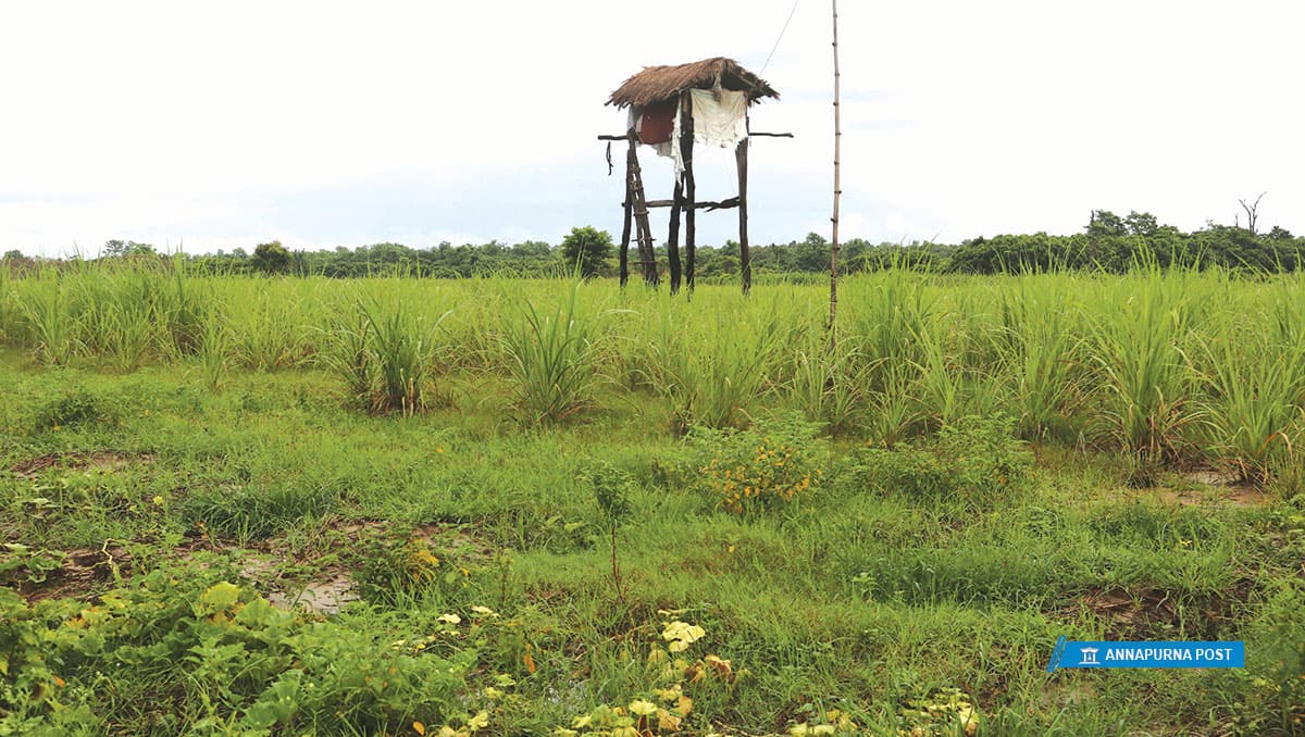 बाली जोगाउन दशकौंदेखि मचानको बास
