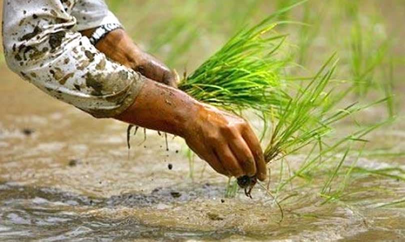 सुदूरपश्चिममा ९३ प्रतिशत रोपाइँ