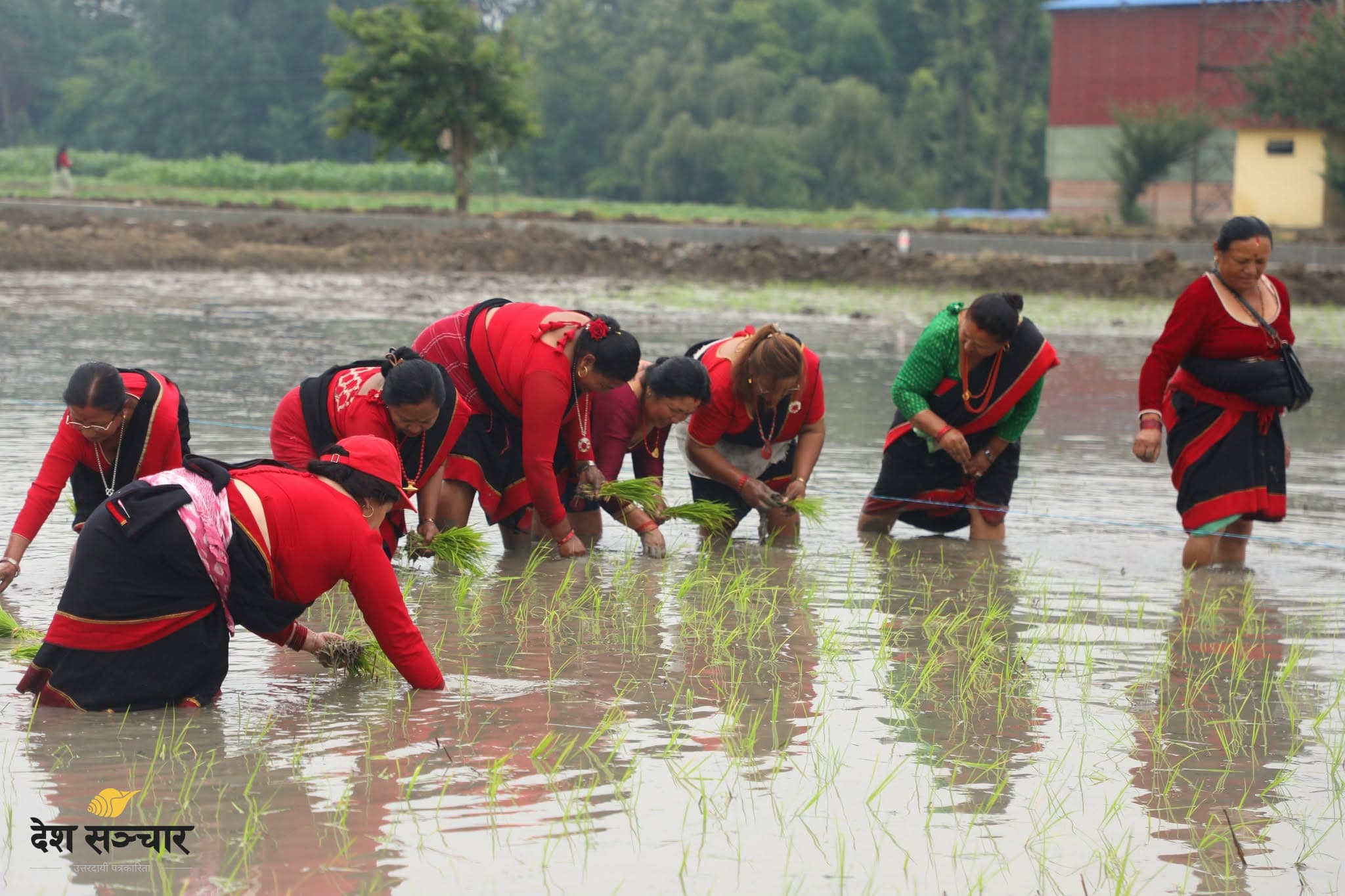 देशभर ५० प्रतिशत धान रोपाइँ सम्पन्न