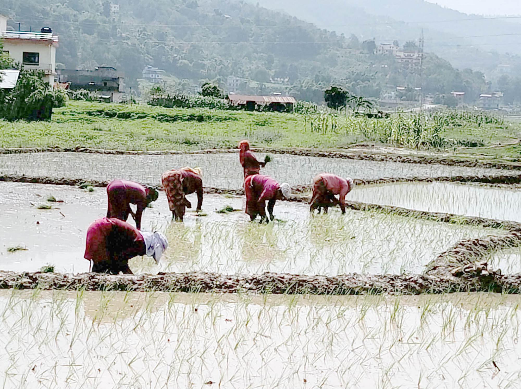 मधेसमा १५ प्रतिशत पनि भएन धान रोपाइँ
