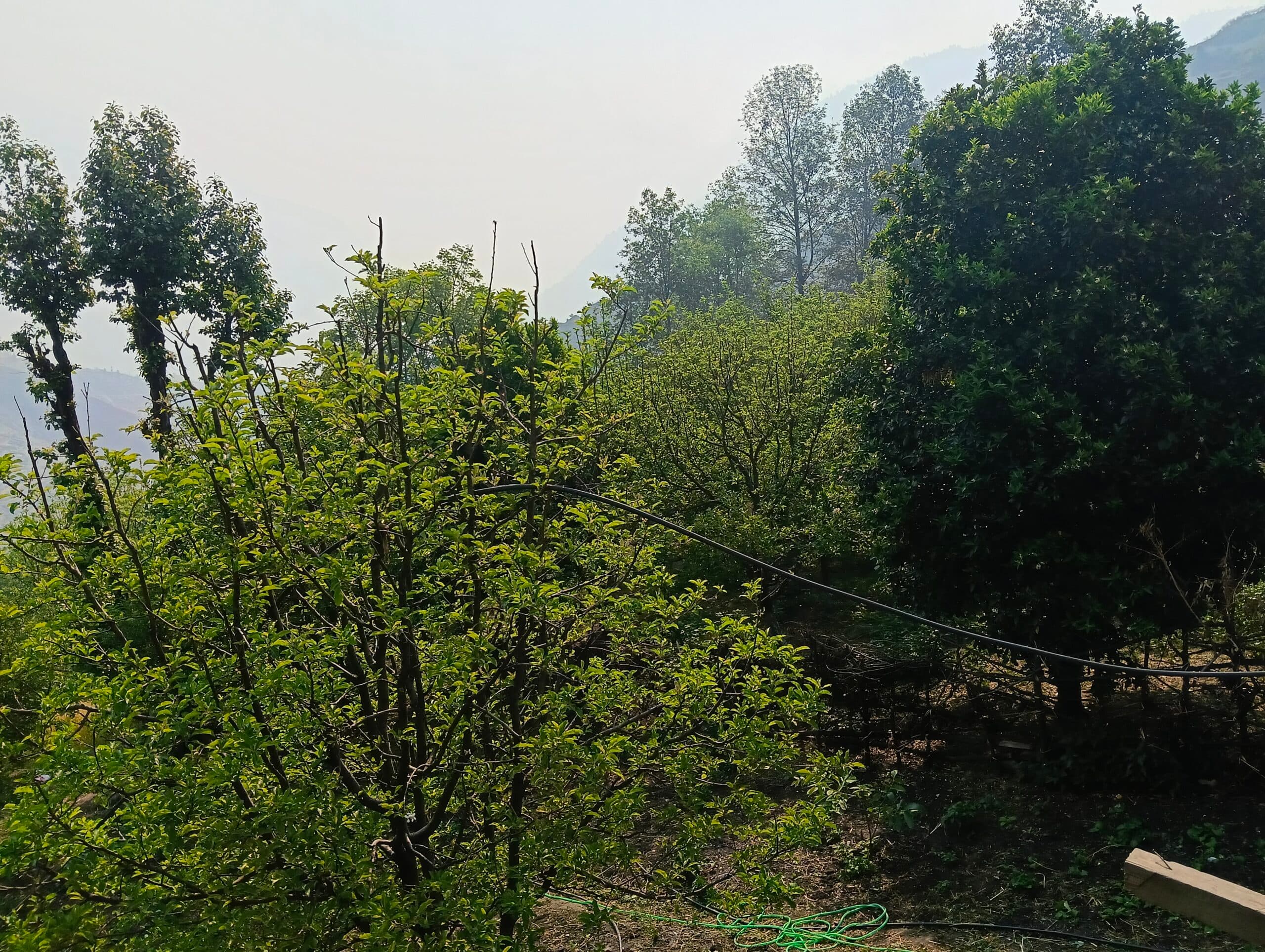स्याउ फुल्ने बेला परेको असिनापानीले फूल झारेपछि…