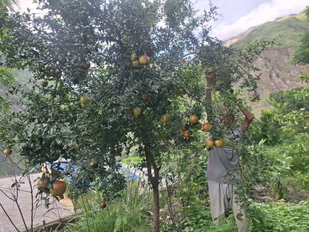 दुर्गम गाउँका मिहिनेती दम्पती : नर्सरीबाट मनग्य आम्दानी