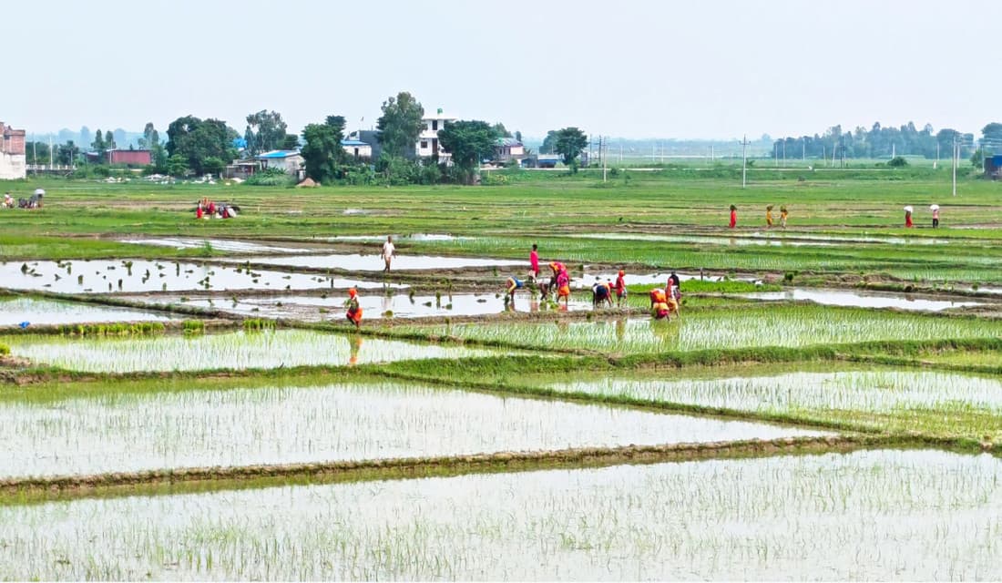 बदगामा क्षेत्रमा धान रोपाइँ