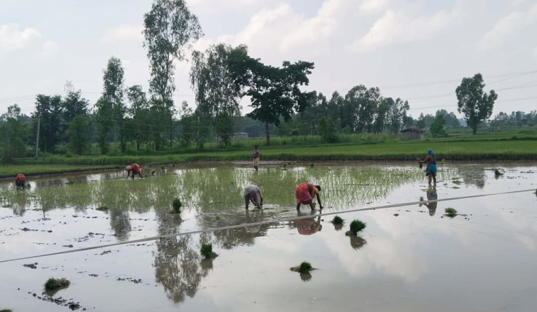 सिरहामा ८० प्रतिशत धान रोपाइँ