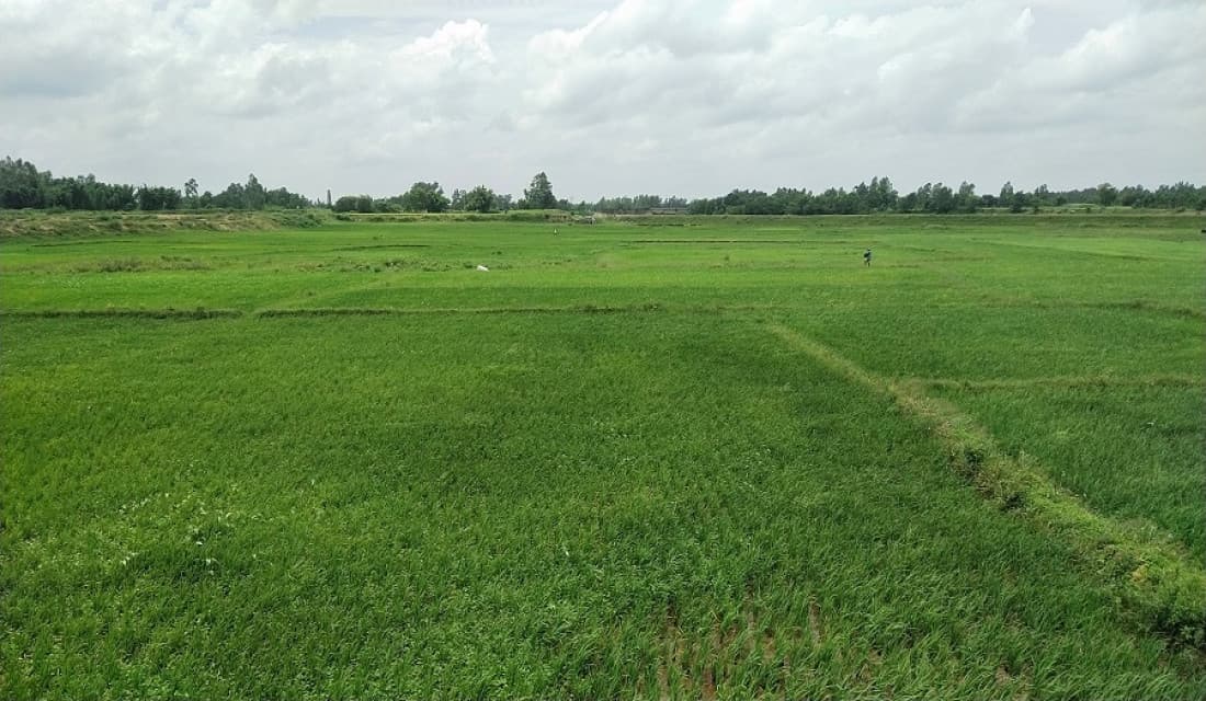 मधेशमा ५८ प्रतिशत धान रोपाइँ सम्पन्न