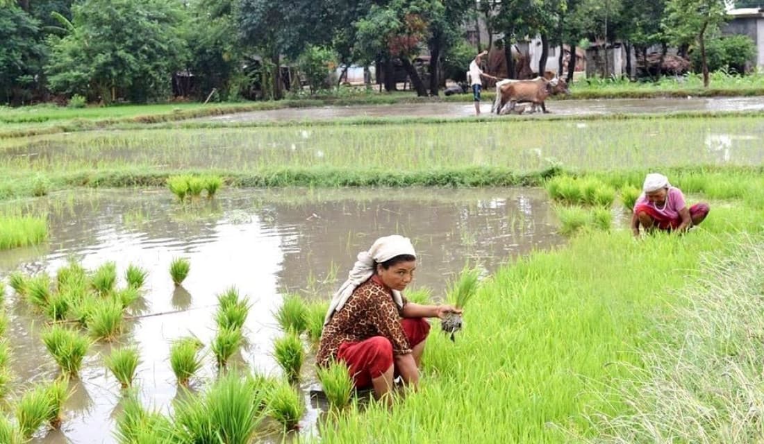 बाँकेमा धान रोपाइँ ६० प्रतिशत