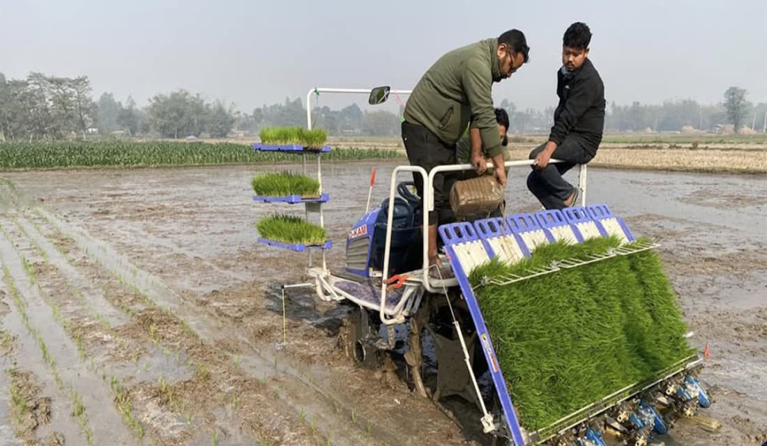 झापामा धान उत्पादन घट्ने चिन्ता