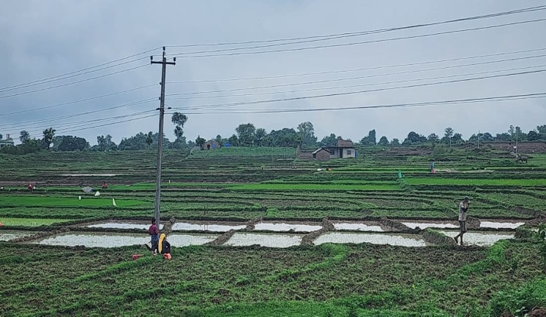 दाङमा अझै १५ प्रतिशत धान रोपाइँ बाँकी