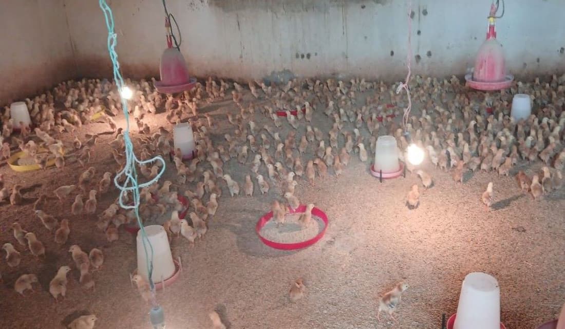 चल्ला र अण्डा बिक्रीबाट एक करोड १२ लाख राजस्व
