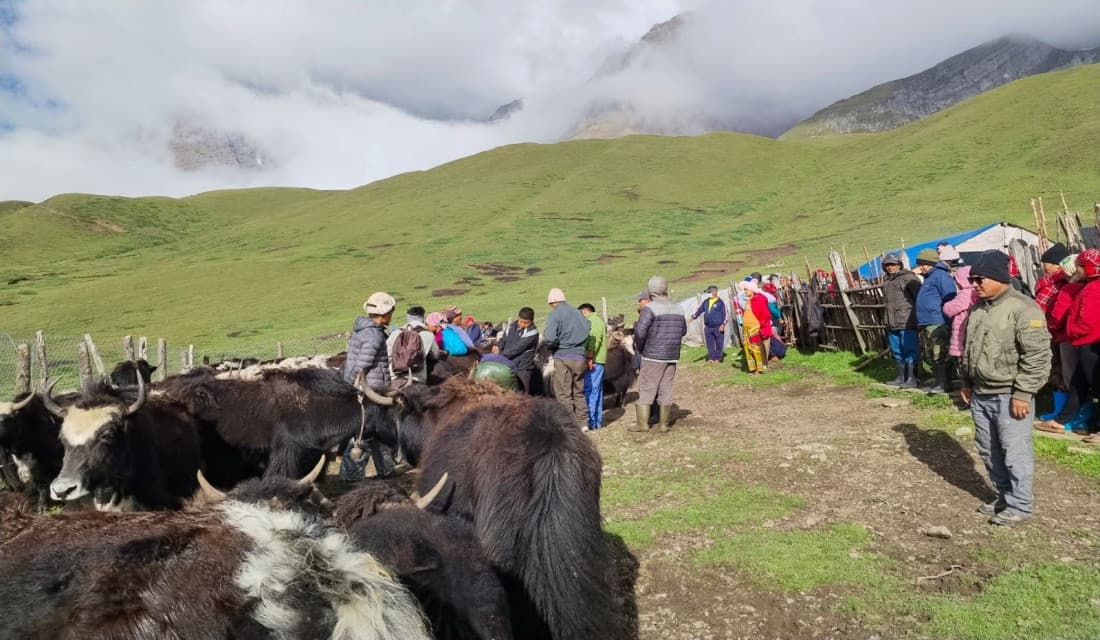 चौरीको रगत पिउने मेला : रमाइलो गर्न मार्चेलेक पुग्छन् पर्यटक
