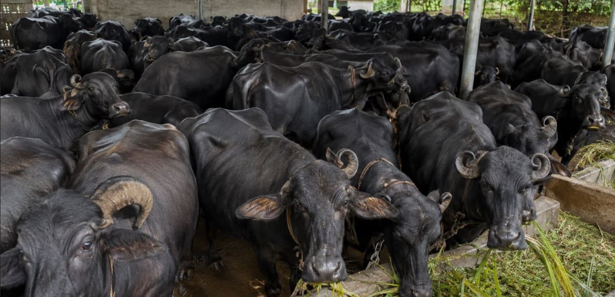 विदेश होइन, गाउँमै भविष्यः उन्नत भैँसीपालनबाट मासिक एक लाख आम्दानी