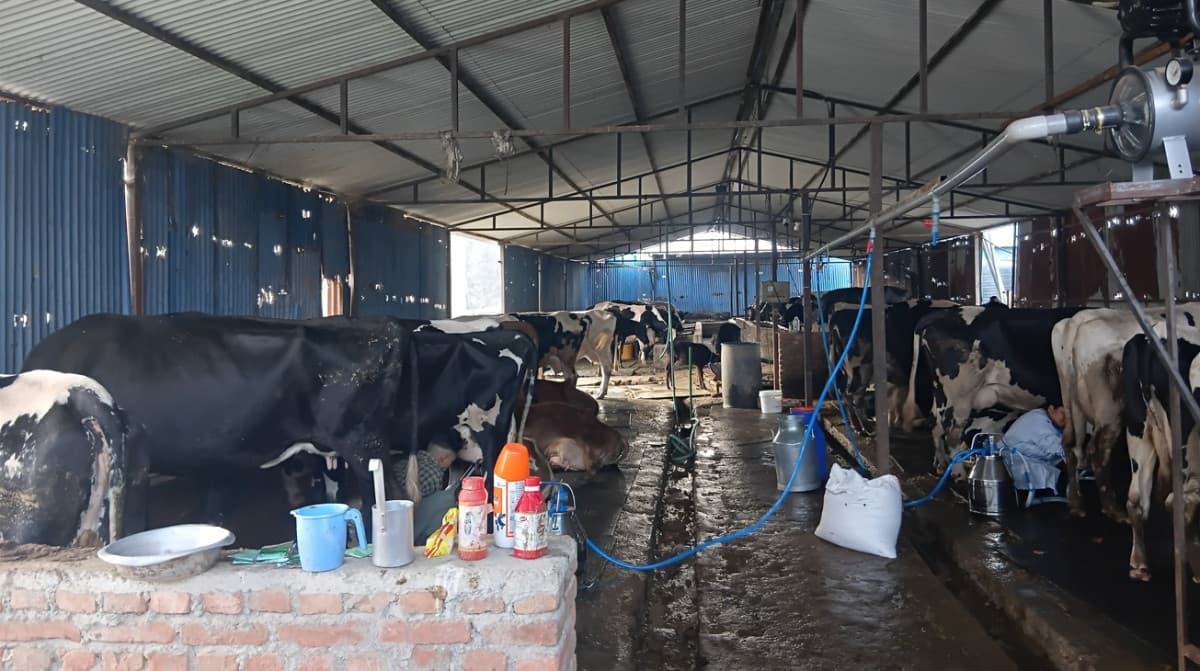 गाई–भैँसी पाल्छन् इन्जिनियर लामिछाने, १० करोड लगानी, मासिक १५ लाख आम्दानी