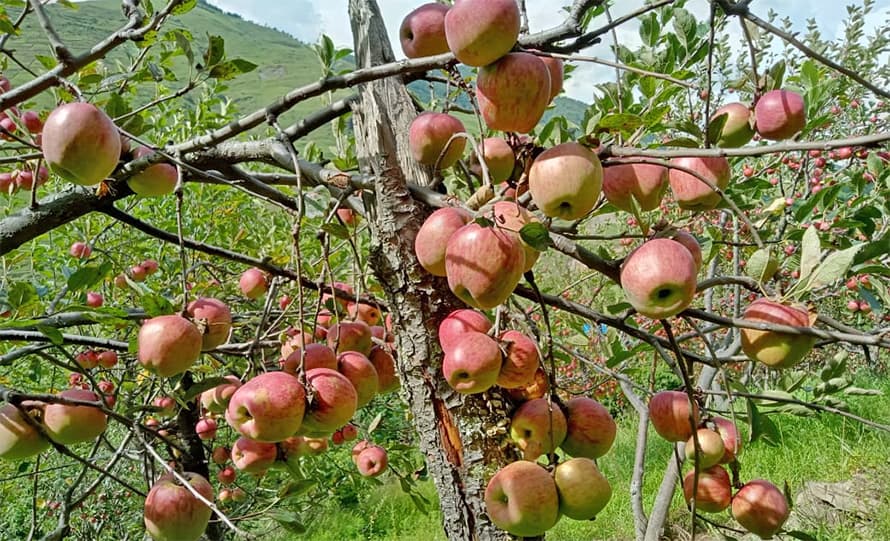 मुस्ताङमा ४५८ किसान कृषि जोनमा सूचीकृत