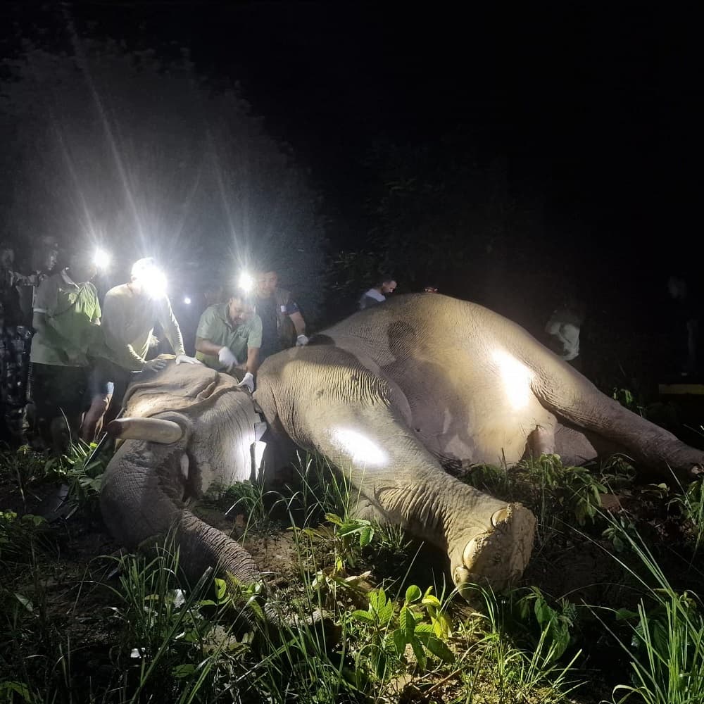 मन्त्री चौधरीको निर्देशनपछि ध्रुवे हात्तीलाई रेडियो कलर, बस्ती छिर्नुअघि नै सूचना पाइने