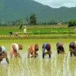 ३५ प्रतिशतभन्दा बढी रोप्न बाँकी