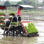 धानबालीको स्थिति र घट्दो खेतीयोग्य जमिन
