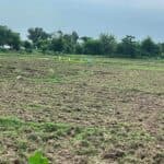 असार सकियो, आधा खेत अझै बाँझै