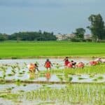 धनुषामा ५० प्रतिशत धान रोपाइँ