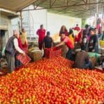 तरकारीबाट सल्यानमा वार्षिक ५२ करोड भित्रियाे