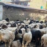 गोठालो भत्ताले भेडा पालक किसानलाई राहत