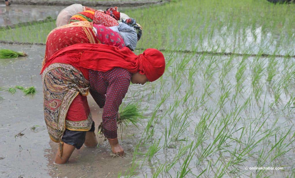 देशभरि करिब ५५ प्रतिशत धान रोपाइँ