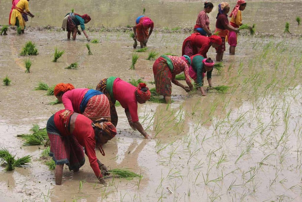 देशभरि ७० प्रतिशत धान रोपाइँ सकियो, मधेसमा उल्लेख्य सुधार