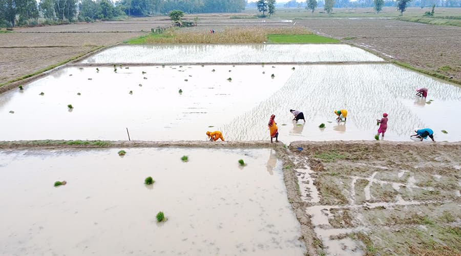 असार सकिँदा सर्लाहीमा ६० प्रतिशत धान रोपाइँ
