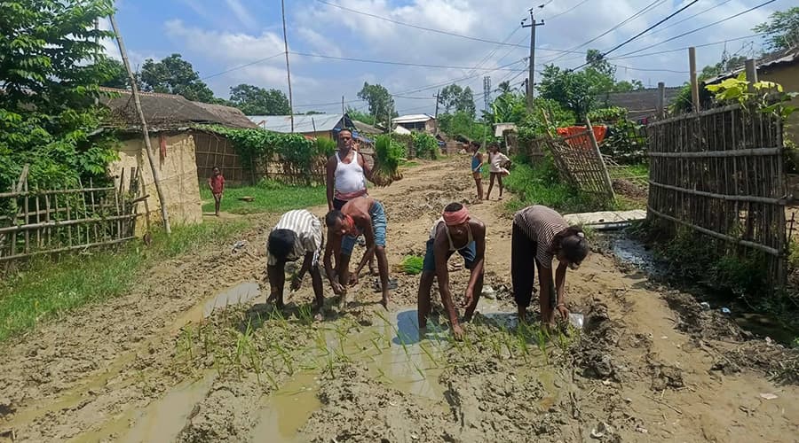 हिलाम्मे बनेपछि सडकमै धान रोपेर विरोध